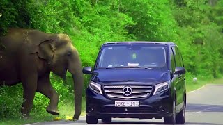 Elephants on the Attack Vehicles Targeted for Food in Wild Encounter [upl. by Yonatan]