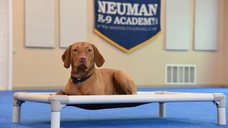 Jazzy Vizsla Boot Camp Dog Training Demonstration [upl. by Shanan147]