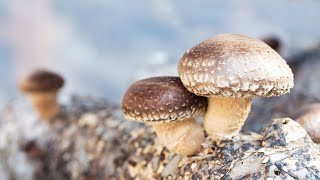 Homegrown  Shiitake Mushrooms and Local Foods at Fogwood Farm [upl. by Llecrup]