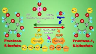 Metabolismo de la glucosa  video animado [upl. by Leinad]