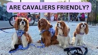 HOW CAVALIER KING CHARLES SPANIELS ACT AROUND OTHER DOGS [upl. by Thin]