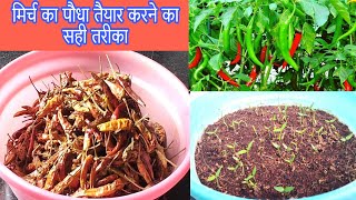 घर पर रखी हुई मिर्च से कैसे पौधे तैयार कर सकते हैं  grow a chilli plant from a seed [upl. by Fedirko]