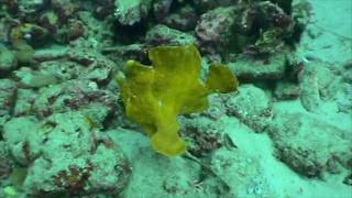 Giant Frogfish Peurto Galera Philippines [upl. by Treharne]