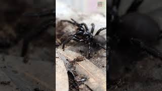 FunnelWeb Spider Feeding Time [upl. by Wilen]