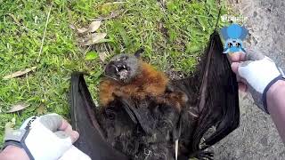 Rescuing a baby flyingfox on the ground this is Bindii [upl. by Mario480]