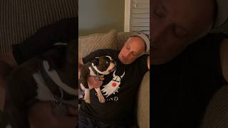 Reunited And It Feels So Good bostonterrier reunited shorts [upl. by Lerat]