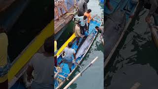 Vizag Fisherman Battles a Giant Marlin  Incredible Catch 4k fishing [upl. by Eiveneg]