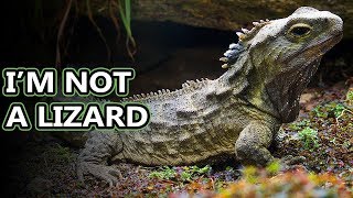 Tuatara facts lizard lookalikes  Animal Fact Files [upl. by Aleksandr]