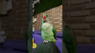 Beautiful parrot 🐦 parrotvideo funnyparrot parrot talkingparrot motivationalvideos [upl. by Pernell]