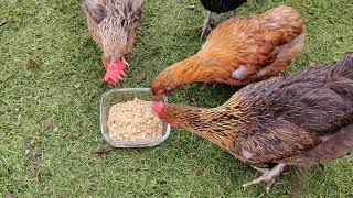 Chickens Eating Fermented Feed [upl. by Randy612]