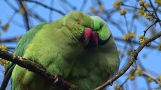 Een paartje knuffelende Halsbandparkieten Vondelpark Amsterdam [upl. by Nylaj]