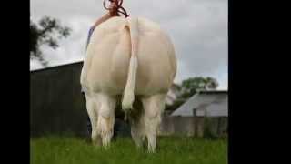 Belgian Blue  Charolais bull [upl. by Eluj]