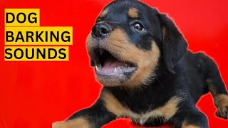 Dog Barking Compilation See How Your Dogs REACTS [upl. by Detta]