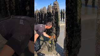 Discover how French fishermen Farm and Harvest Mussels [upl. by Notirb525]