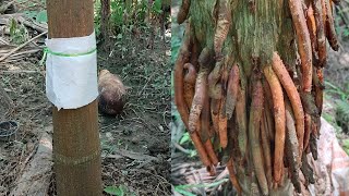 Rooting Technique Betel Nut Tree  Betel Nut  Betel Nut Farming [upl. by Bent]