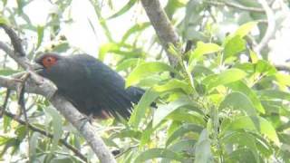 Chestnutbellied Malkoha [upl. by Ynabla]