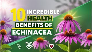 10 Incredible Health Benefits of Echinacea [upl. by Key900]