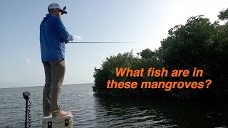 Catching Tarpon and Snook in the Florida Everglades [upl. by Grounds]