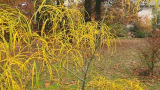 Rhamnus frangula Asplenifolia krušina olšová [upl. by Enilorac]