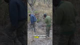 Hunting Buffalo on the Sunburnt Savannah Ultimate Shot in Benin [upl. by Aimik53]