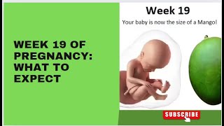 Week 19 of Pregnancy What to Expect [upl. by Lledualc]