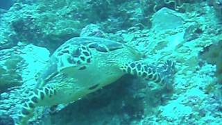 Maldives Vlog 2 WILD LIFE amp Underwater World [upl. by Ennairak]