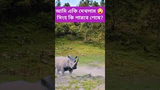 viralvideo facts junglefacts comedyvideos video animals wildanimalfacts funnyshorts funny [upl. by Eilsil]