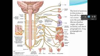 Autonomic Nervous System Parasympathetic Receptors [upl. by Fidole642]