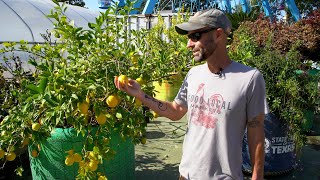 Caring for Citrus Trees in Texas  Big Tex Urban Farms [upl. by Agosto]