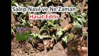 Salep Ne Zaman ve Nasıl Hasat Edilir [upl. by Quintilla268]