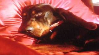 The Duke  Hubert son altesse caninissime  Film 1999 [upl. by Prady]