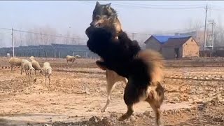 Tibetan Mastiff Vs Wolf In a Real Fight  Tibetan Mastiff Caught On Camera Against Wolf  PITDOG [upl. by Acirej753]