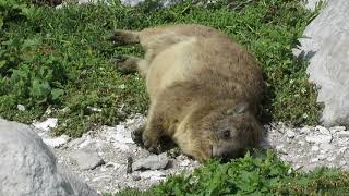 Wild Rock Dassie lazing in the sun Procavia capensis [upl. by Yelha252]