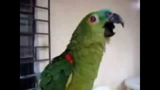 MIGLIORI VIDEO DI ANIMALI DIVERTENTI CHE CANTANO 6°PARTE FUNNY ANIMALS BEST VIDEO OF SINGING [upl. by Neffets]