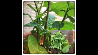 Malabar Spinach  Valchi Bhaji  Basale  Basella Alba  how to grown indoors in a pot [upl. by Aicenra950]