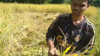 Cutting paddy after long time  Village life vlog [upl. by Assirahc485]