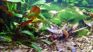 Xiphophorus Maculatus San Filipe Yucatan and Corydoras knaacki and Sewellia lineolata [upl. by Percival]