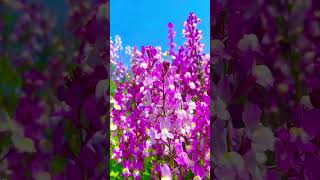 Purple Larkspur flowers youtubeshorts love song trending gardening nature whatsappstatus [upl. by Khanna421]