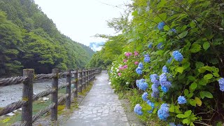 4K Shikoku Walks  Iya Valley [upl. by Bogosian974]