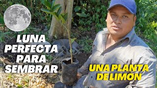 En que Luna sembrar una planta de limón  Plantas mas Resistentes y Mejor Producción [upl. by Yrennalf851]