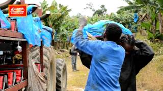 Filière Banane Guadeloupe amp Martinique [upl. by Soisanahta]