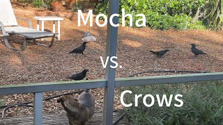 Mocha VS Crows [upl. by Ahsuat]