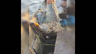 Machali wala videofishing video rohu machhalifishing boy fishing fish [upl. by Roel95]