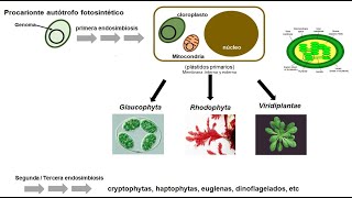 Endosimbiosis y el origen de las mitocondrias y cloroplastos  Parte 2 [upl. by Nojed]