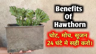 चोट मोच सूजन दर्द का जड़ काट इलाज  Benefits Of Hawthorn [upl. by Hyde]