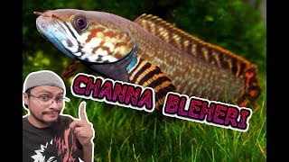 Caracteristicas y cuidados de los peces Channa Bleheri  Snakehead  Cabeza de serpiente [upl. by Dorsman]