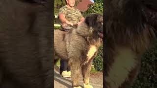 Caucasian shepherd Dog [upl. by Eleets]