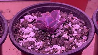 Grow Lights for Succulents  Experiment Episode 2 [upl. by Elleirua452]