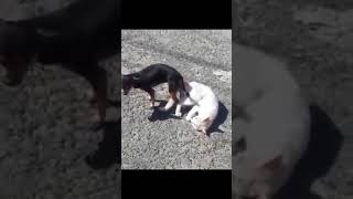 Perro y Gato se APAREAN ¿Es este el mundo que queremos para nuestros hijos [upl. by Apgar336]