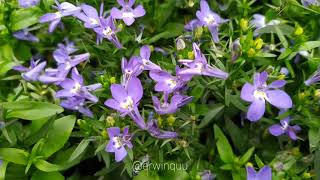 Lobelia Erinus  Edging Lobelia [upl. by Igic]